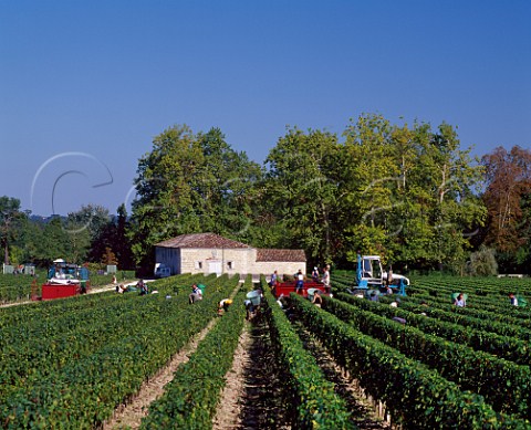 Harvesting Merlot grapes in vineyard of   Chteau Margaux Margaux Gironde France    Mdoc  Bordeaux
