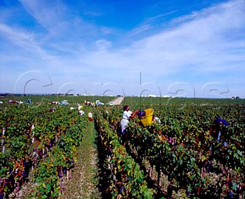 Harvesting Merlot grapes in vineyard of   Chteau LafiteRothschild Pauillac Gironde   France   Mdoc  Bordeaux