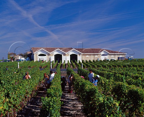 Harvesting Semillon grapes in vineyard at Chteau Rieussec    Sauternes Gironde France   Sauternes  Bordeaux