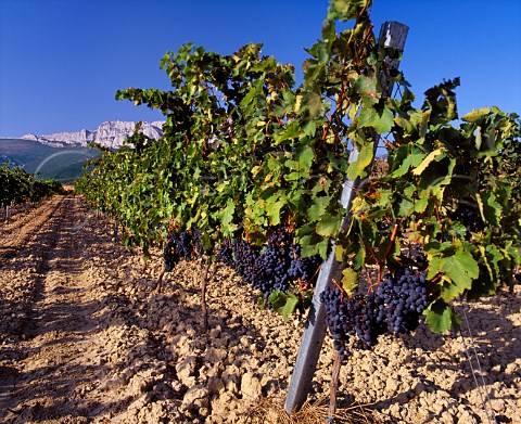Tempranillo grapes in vineyard with the Sierra de Cantabria beyond Laguardia Alava Spain  Rioja Alavesa
