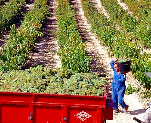 Harvesting Viura grapes in vineyard at Laguardia   Alava Spain          Rioja Alavesa