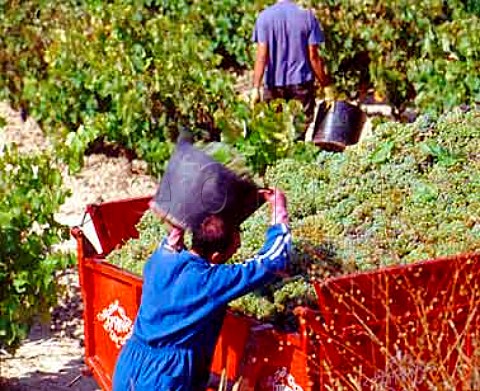Harvesting Viura grapes in vineyard at Laguardia   Alava Spain          Rioja Alavesa
