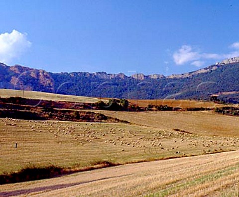 Flock of sheep near Kripan with the Sierra de   Cantabria beyond Alava Spain   Rioja Alavesa