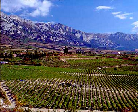 Harvesting grapes in vineyard of Fernando Remrez   de Ganuza below the village of Samaniego with the   Sierra de Cantabria beyond   Alava Spain    Rioja Alavesa