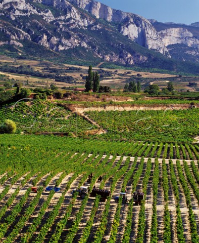 Harvesting grapes in vineyard of Fernando Remrez de Ganuza at Samaniego with the Sierra de Cantabria beyond Alava Spain    Rioja Alavesa