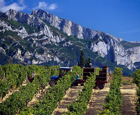 Harvesting grapes in vineyard of Fernando Remrez   de Ganuza with the Sierra de Cantabria beyond   Samaniego Alava Spain    Rioja Alavesa