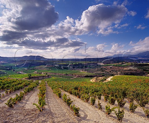 Vineyard near Villabuena de Alava Alava Spain  Rioja Alavesa