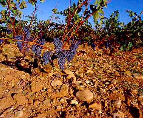Vines on the stoney soil of Finca Valpiedra   Cenicero La Rioja Spain    Rioja Alta
