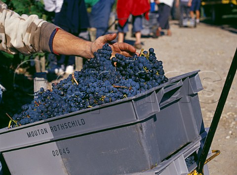 Harvesting grapes into small crates in vineyard of Chteau MoutonRothschild Pauillac Gironde France Mdoc  Bordeaux