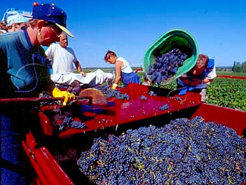 Hod carrier tipping harvested grapes onto the   sorting table in vineyard of Chteau Margaux   Margaux Gironde France  Mdoc  Bordeaux