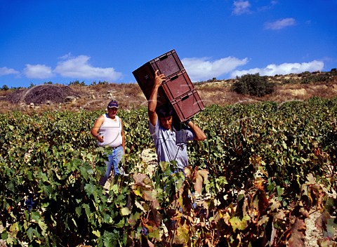 Carrying crates of harvested grapes in vineyard of   Fernando Remrez de Ganuza   Samaniego Alava Spain   Rioja Alavesa