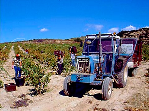 Harvesting in vineyard of Fernando Remrez de   Ganuza The best grapes are put into small crates   and the remainder are kept separate and used for a   lesser wine     Samaniego Alava Spain   Rioja Alavesa