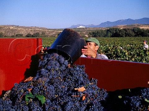 Harvesting Tempranillo grapes at Finca Valpiedra of   Martinez Bujanda Cenicero La Rioja Spain  Rioja Alta