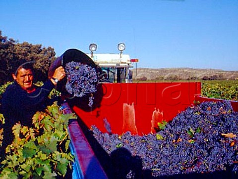 Harvesting Tempranillo grapes at Finca Valpiedra of   Martinez Bujanda Cenicero La Rioja Spain  Rioja Alta