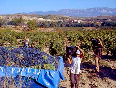 Harvesting grapes in vineyard near   Cenicero La Rioja Spain    Rioja Alta