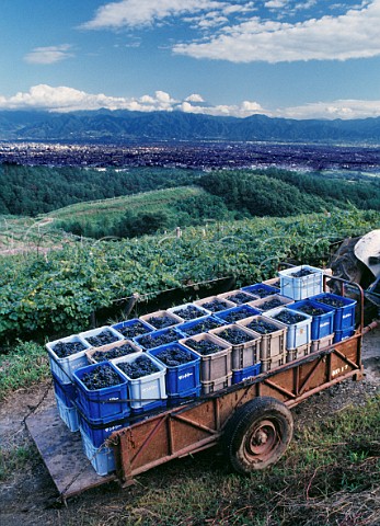 Crates of harvested grapes in vineyard of Suntory Tominooka winery with city of Kofu beyond and Mount Fuji in far   distance Japan