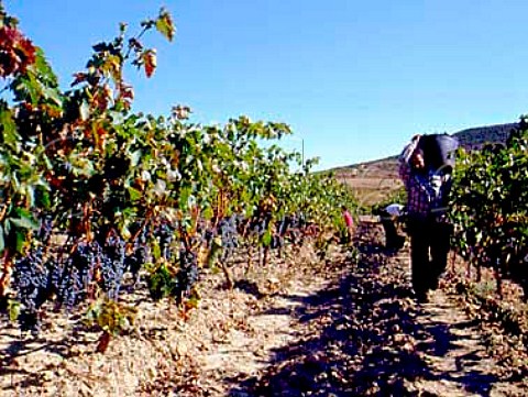Harvesting grapes in vineyard of Martnez Bujanda     near Logroo Spain     Rioja