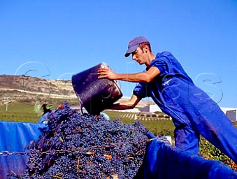 Tipping harvested grapes into a trailer in vineyard   of Martnez Bujanda near Logroo Spain  Rioja