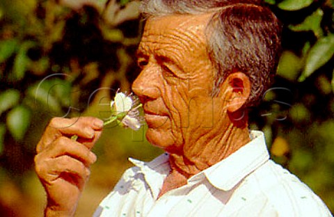 Smelling a caper flower at Delicias   Organic Capers Aguilas Spain