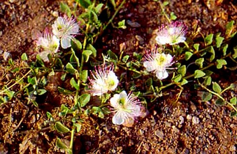 Capers caper berries  caper flowers    Aguilas Spain