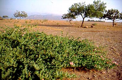 Capers growing wild Aguilas Spain