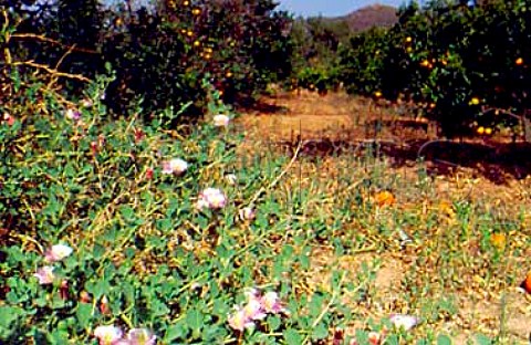 Capers  caper flowers growing in orange   orchard Aguilas Spain