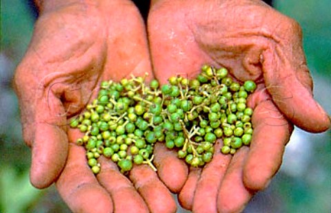 Freshly picked pimento  Jamaica