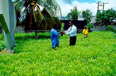 Rows of Pimento seedlings growing in a   nursery in Kingston  Kingston Jamaica