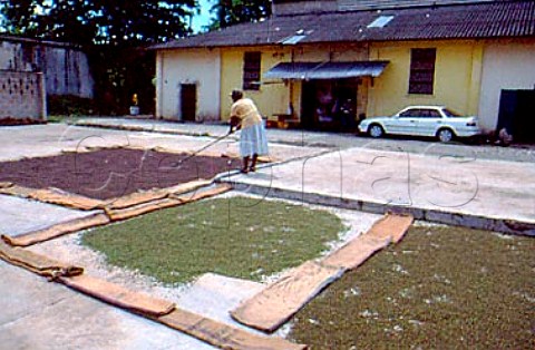 Pimento placed on the ground to brown in   the sun known as barbequeing   Jamaica