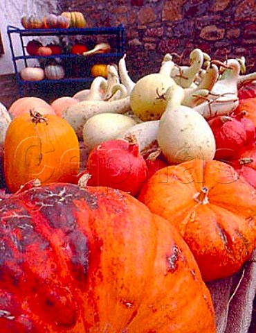 Display of pumpkins and squashes in a farm trailer  Meckenheim Pfalz Germany
