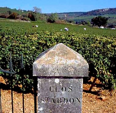 Harvesting in the Clos StAbdon vineyard of   ColinDeleger ChassagneMontrachet   Cte dOr France