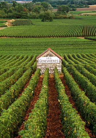 Stone building in Les Genevrires   vineyard Meursault Cte dOr France   Cte de Beaune