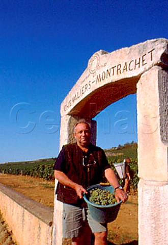 Michel ColinDeleger with bucket of   harvested Chardonnay grapes from his    ChevaliersMontrachet vineyard    PulignyMontrachet Cte dOr France   Cte de Beaune