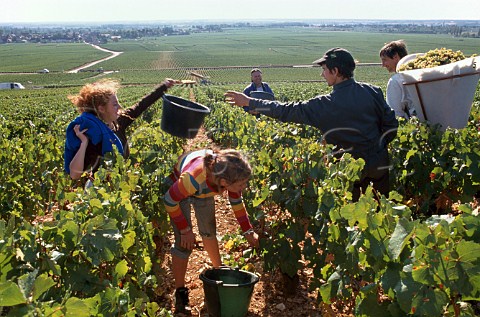 Picking Chardonnay grapes in the   ChevaliersMontrachet vineyard of   Michel ColinDeleger PulignyMontrachet   Cte dOr France Cte de Beaune