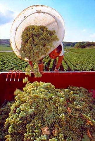 Philippe ColinDeleger emptying a hod of   harvested Chardonnay grapes in the   BlanchotDessous vineyard of Michel   ColinDeleger ChassagneMontrachet   Cte dOr France Cte de Beaune