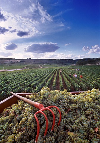 Trailer of harvested Chardonnay grapes   in the BlanchotDessous vineyard of   Michel ColinDeleger ChassagneMontrachet Cte dOr France   Cte de Beaune