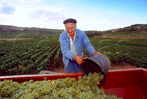 Monsieur Bibi harvesting Chardonnay   grapes in the BlanchotDessous vineyard   of Michel ColinDeleger   ChassagneMontrachet Cte dOr France   Cte de Beaune