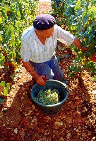 Monsieur Bibi harvesting Chardonnay   grapes in the BlanchotDessous vineyard   of Michel ColinDeleger   ChassagneMontrachet Cte dOr France   Cte de Beaune