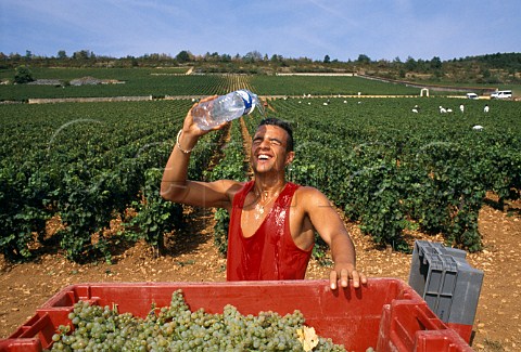 Picker cooling off during the heatwave   of 2003 in the Marquis de Laguiche   parcel of Le Montrachet vineyard The   wine is  produced by Joseph Drouhin   PulignyMontrachet Cte dOr France  Cte de Beaune