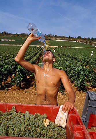 Picker cooling off during the heatwave   of 2003 in the Marquis de Laguiche   parcel of Le Montrachet vineyard The   wine is  produced by Joseph Drouhin   PulignyMontrachet Cte dOr France  Cte de Beaune