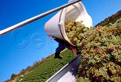 Hod carrier emptying Chardonnay grapes   into a trailer in ChevaliersMontrachet   vineyard of Domaine Leflaive   PulignyMontrachet Cte dOr France      Cte de Beaune