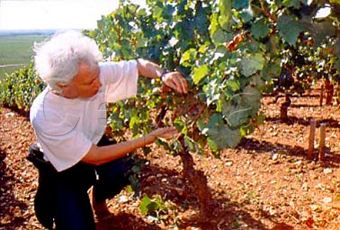 AnneClaude Leflaive examining ripe   Chardonnay grapes in her    ChevaliersMontrachet vineyard   PulignyMontrachet Cte dOr France   Cte de Beaune