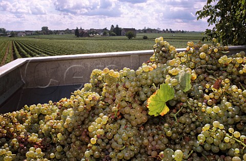 Trailer of harvested Chardonnay grapes   in the ChevaliersMontrachet vineyard of   Domaine Leflaive PulignyMontrachet   Cte dOr France  Cte de Beaune