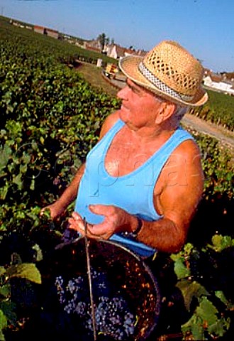 Jean Raillard of Domaine JeanLouis   Raillard harvesting Pinot Noir grapes in   Les Malconsorts vineyard which they farm   for Moillard   VosneRomane   Cte dOr France    Cte de Nuits