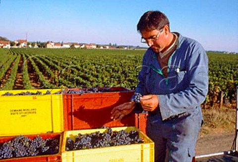 JeanLouis Raillard with crates of   harvested Pinot Noir grapes in   Les Malconsorts vineyard which he farms    for Moillard   VosneRomane   Cte dOr France    Cte de Nuits