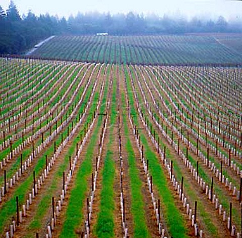 Kathryn Hall vineyard in winter Rutherford   Napa Co California