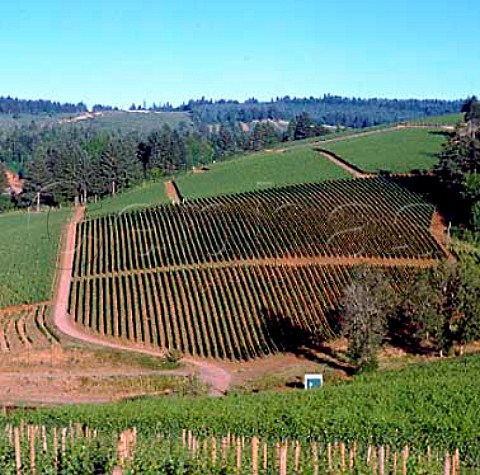 Arcus Vineyard of Archery Summit near Dundee   Oregon    Willamette Valley