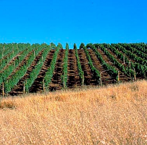 Argyle vineyard near Dundee Oregon   Willamette Valley