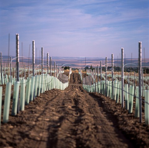 New vineyard of Leonetti Cellar Walla Walla   Washington   Walla Walla