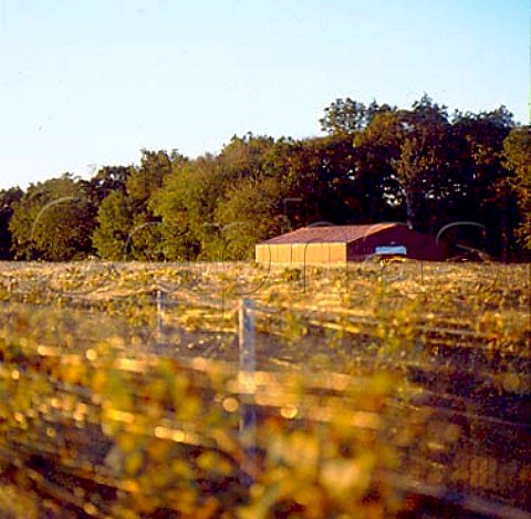 Galluccio Gristina vineyard Cutchogue   Long Island New York USA   North Fork AVA